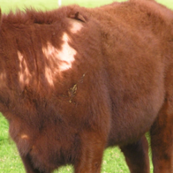 Beef Quality Assurance (BQA) And BQA-Transportation Training