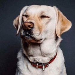 Pet Insurance