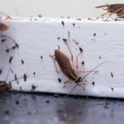 Cockroaches