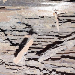 Termites