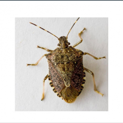 Stink Bugs