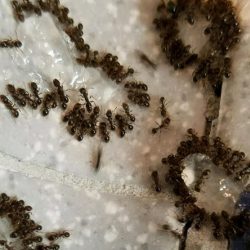 Ants