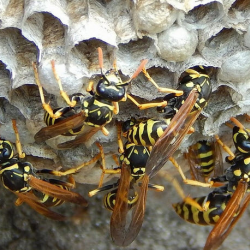 Wasp & Hornets