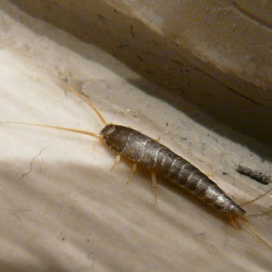 Silverfish
