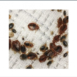 Bed Bugs