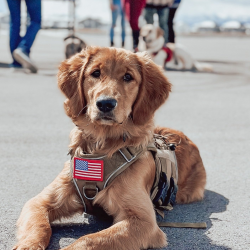 Advanced Obedience Program