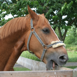 Horse Boarding