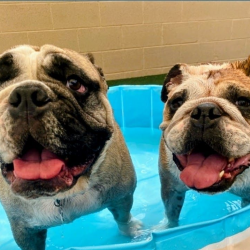 Birthday Bulldog Visit