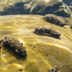 Aquatic Insect Survey App