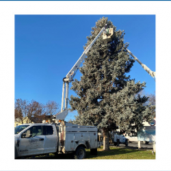 Tree Trimming