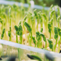 Microgreens