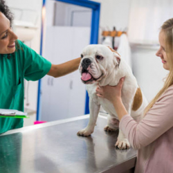  Indoor Dog Grooming Station 