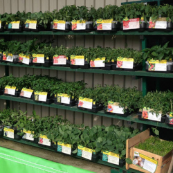 Crop Consultation and Advisory Services