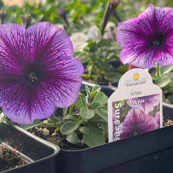 Flowering Annuals