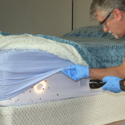 Bed Bug Extermination