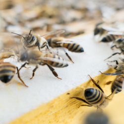 Bee and Wasp Removal