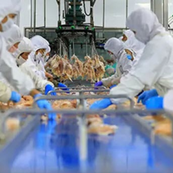 Food Processing