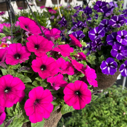 Annuals & Perennials