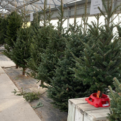 Christmas Trees & Greenery