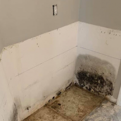 Mold Removal