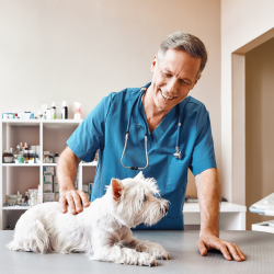 Wellness Examinations