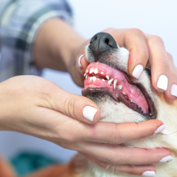 Dental Care