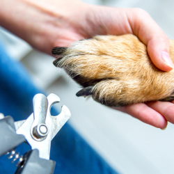 Boarding and Grooming