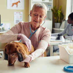 Wellness Examinations