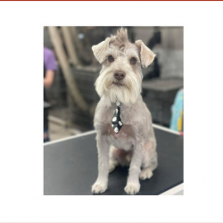 Dog & Cat Grooming