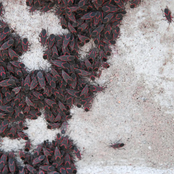 Box Elder & Elm Seed Bugs