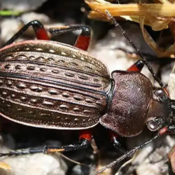 Common Ground Beetles