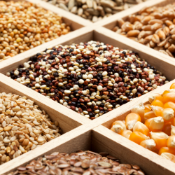 Seed Selection and Treatment