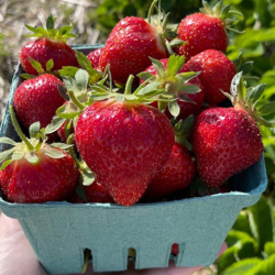 Pick-Your-Own Strawberries & Blueberries