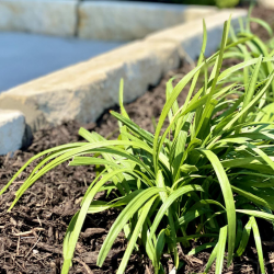 Landscaping Design and Construction