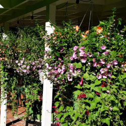 Seasonal Flower Subscriptions