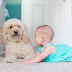 Carpet Flooring