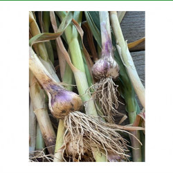 Variety Pack of Garlic