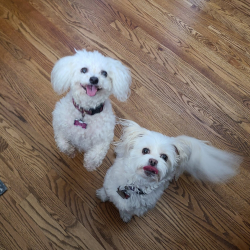 Overnight Staycations (House Sitting)
