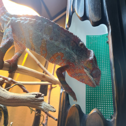 Drop in Visits, Cat Care, and Exotic Animal Care