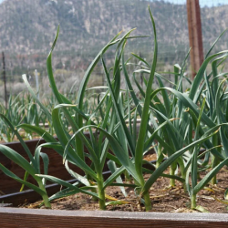 Garlic Plant Sales