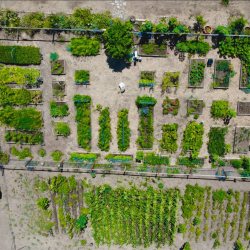 Garlic-Inspired Farm Tours