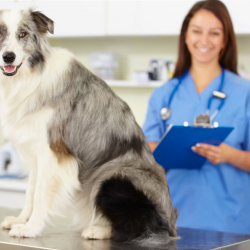 Animal Care and Control