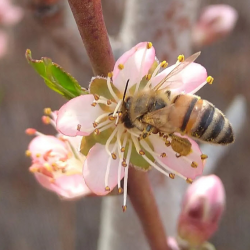 Pollinator Garden Consultation