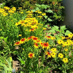 Native Plants and Seeds