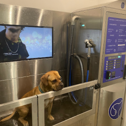 Dog Wash Station