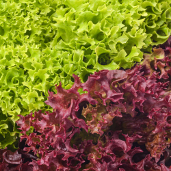 Hydroponic Lettuce Mix