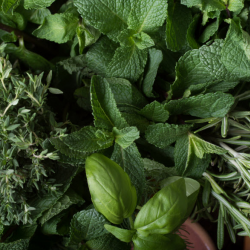 Fresh Herb Collection