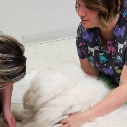 Wellness / Senior Visits