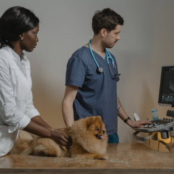  Pet Ultrasound