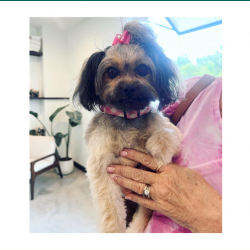 Puppy's First Groom
